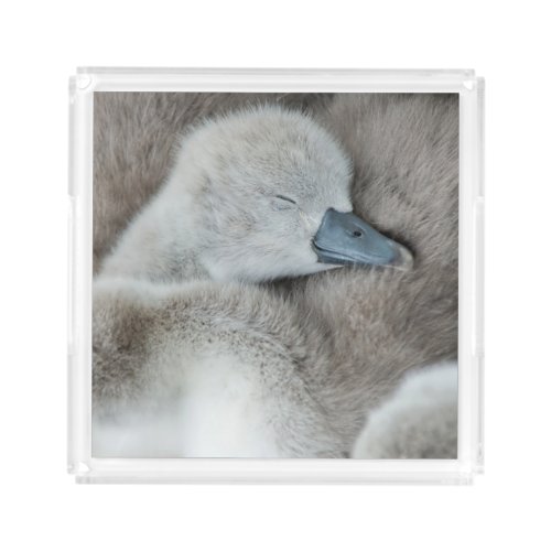Cutest Baby Animals  Baby Mute Swan Acrylic Tray