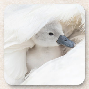 Cutest Baby Animals   Baby Mute Swan Beverage Coaster