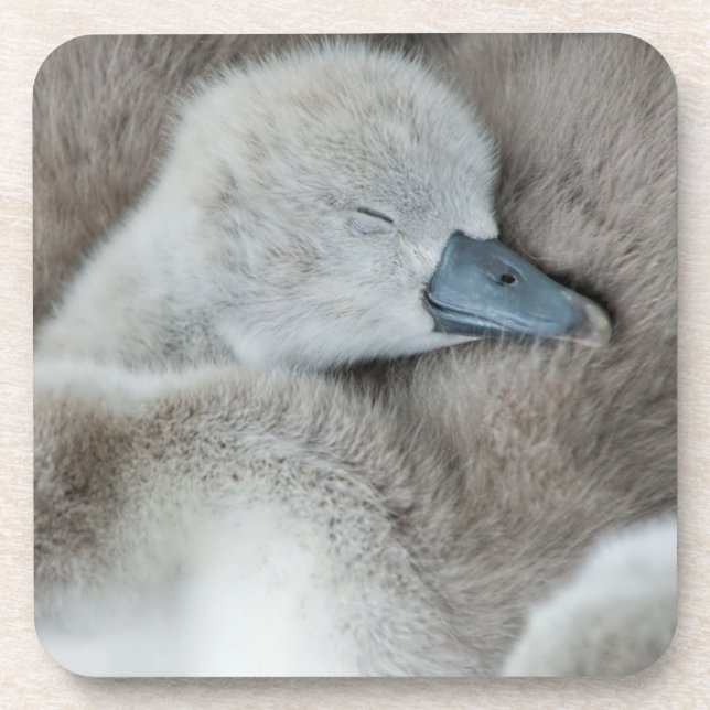 Cutest Baby Animals | Baby Mute Swan Beverage Coaster (Front)