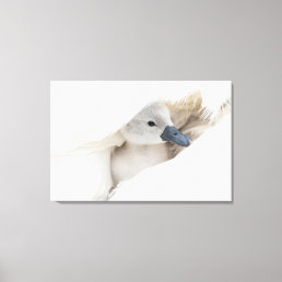 Cutest Baby Animals | Baby Mute Swan Canvas Print