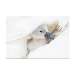 Cutest Baby Animals | Baby Mute Swan Canvas Print