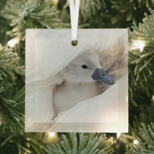 Cutest Baby Animals   Baby Mute Swan Glass Ornament