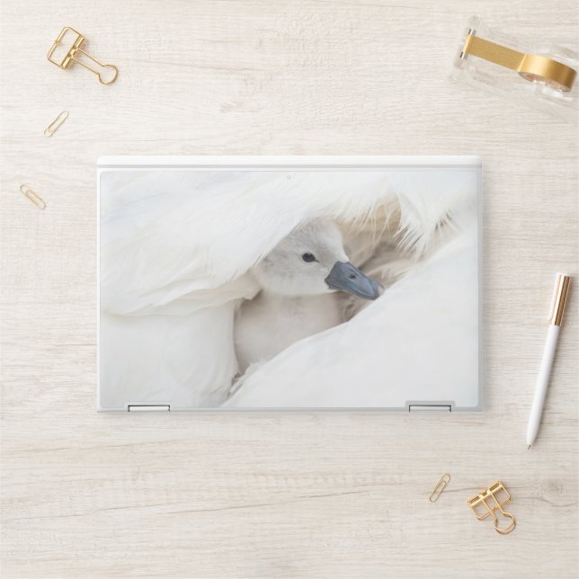 Cutest Baby Animals | Baby Mute Swan HP Laptop Skin (Desk)
