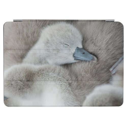 Cutest Baby Animals  Baby Mute Swan iPad Air Cover