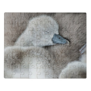 Cutest Baby Animals   Baby Mute Swan Jigsaw Puzzle
