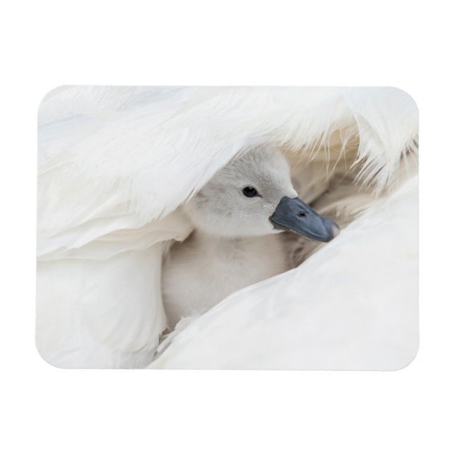 Cutest Baby Animals | Baby Mute Swan Magnet (Horizontal)