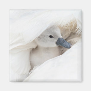 Cutest Baby Animals   Baby Mute Swan Magnet