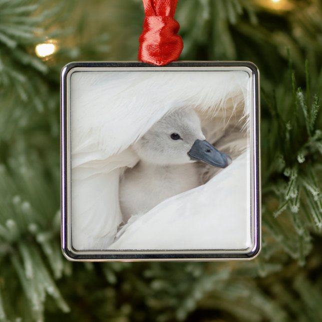 Cutest Baby Animals | Baby Mute Swan Metal Ornament (Tree)