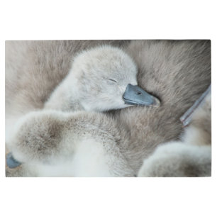 Cutest Baby Animals Baby Mute Swan Metal Print