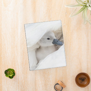 Cutest Baby Animals   Baby Mute Swan Mini Binder