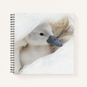 Cutest Baby Animals   Baby Mute Swan Notebook