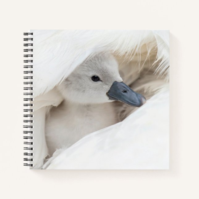 Cutest Baby Animals | Baby Mute Swan Notebook (Front)