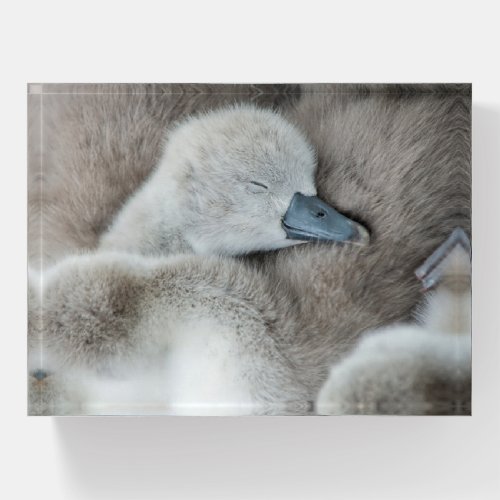 Cutest Baby Animals  Baby Mute Swan Paperweight
