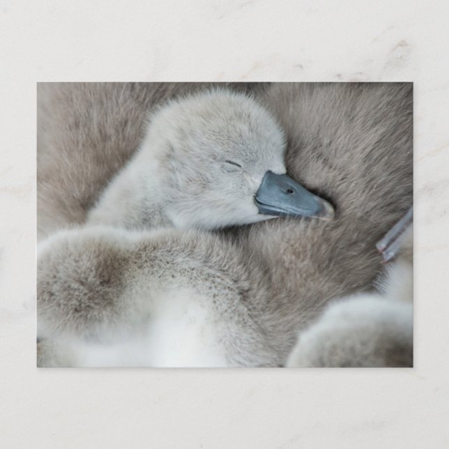 Cutest Baby Animals | Baby Mute Swan Postcard (Front)