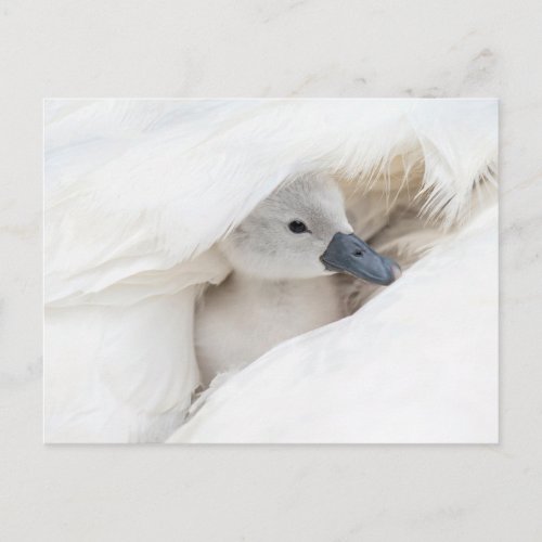 Cutest Baby Animals  Baby Mute Swan Postcard