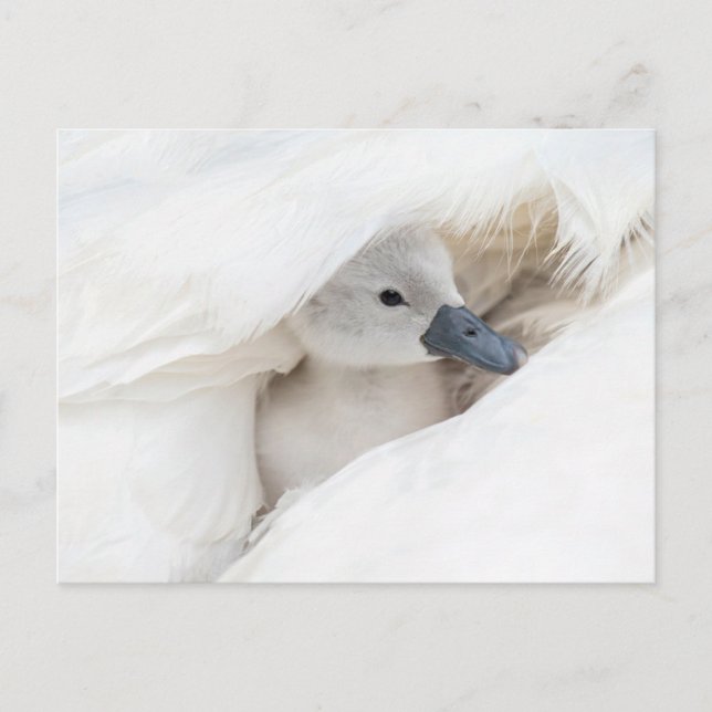 Cutest Baby Animals | Baby Mute Swan Postcard (Front)