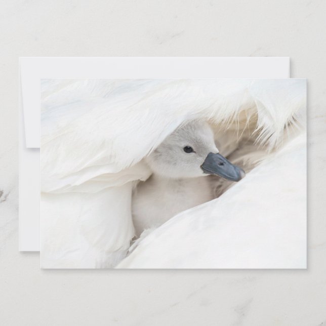 Cutest Baby Animals | Baby Mute Swan Thank You Card (Front)