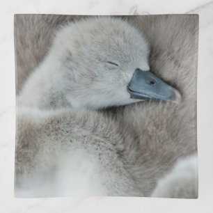 Cutest Baby Animals Baby Mute Swan Trinket Tray