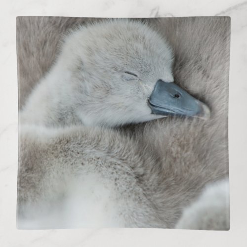 Cutest Baby Animals  Baby Mute Swan Trinket Tray