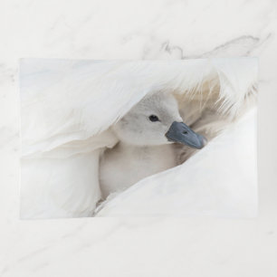 Cutest Baby Animals Baby Mute Swan Trinket Tray