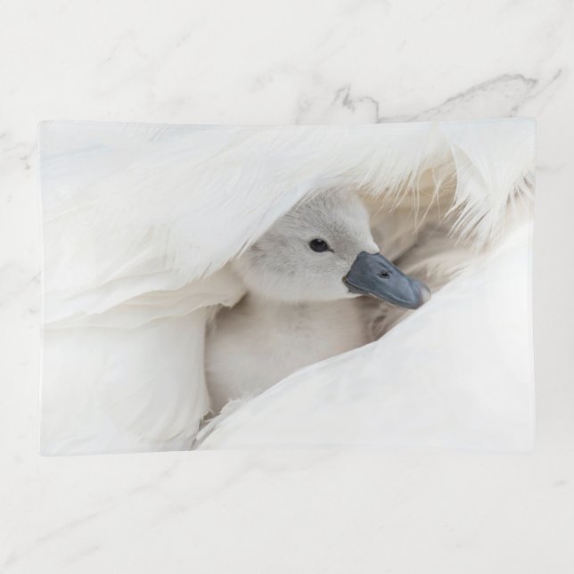 Cutest Baby Animals | Baby Mute Swan Trinket Tray (Front)