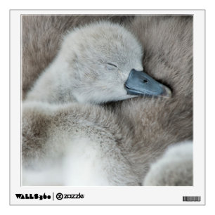 Cutest Baby Animals Baby Mute Swan Wall Decal