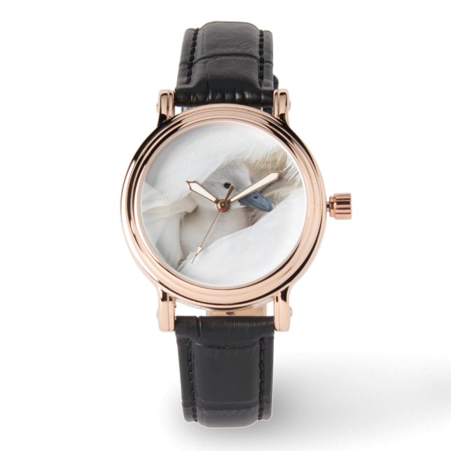 Cutest Baby Animals | Baby Mute Swan Watch (Front)