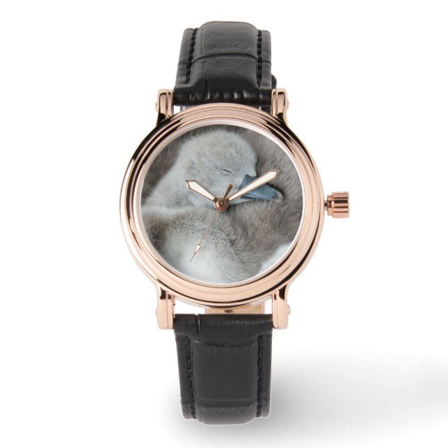 Cutest Baby Animals | Baby Mute Swan Watch (Front)