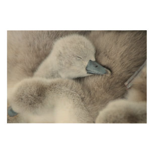 Cutest Baby Animals Baby Mute Swan Wood Wall Art