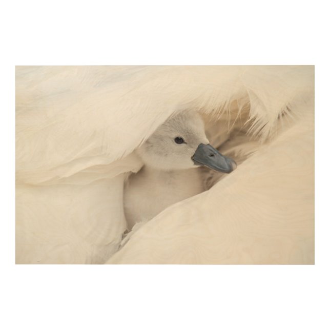 Cutest Baby Animals | Baby Mute Swan Wood Wall Art (Front)