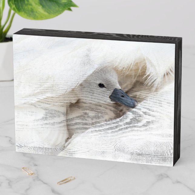 Cutest Baby Animals | Baby Mute Swan Wooden Box Sign (In Situ Horizontal)