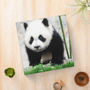 Cutest Baby Animals Baby Panda Bear 3 Ring Binder