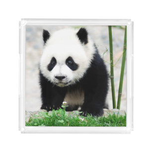 Cutest Baby Animals Baby Panda Bear Acrylic Tray