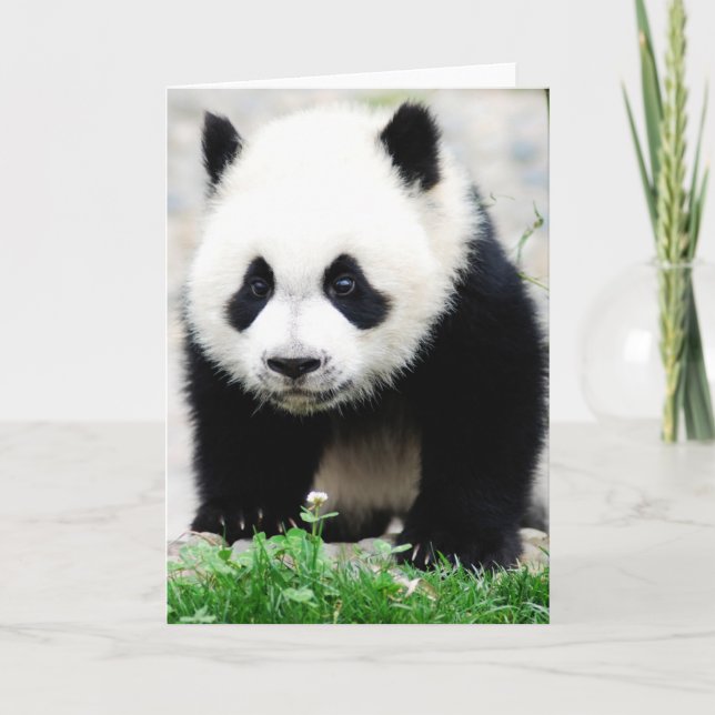 Cutest Baby Animals | Baby Panda Bear Card (Front)