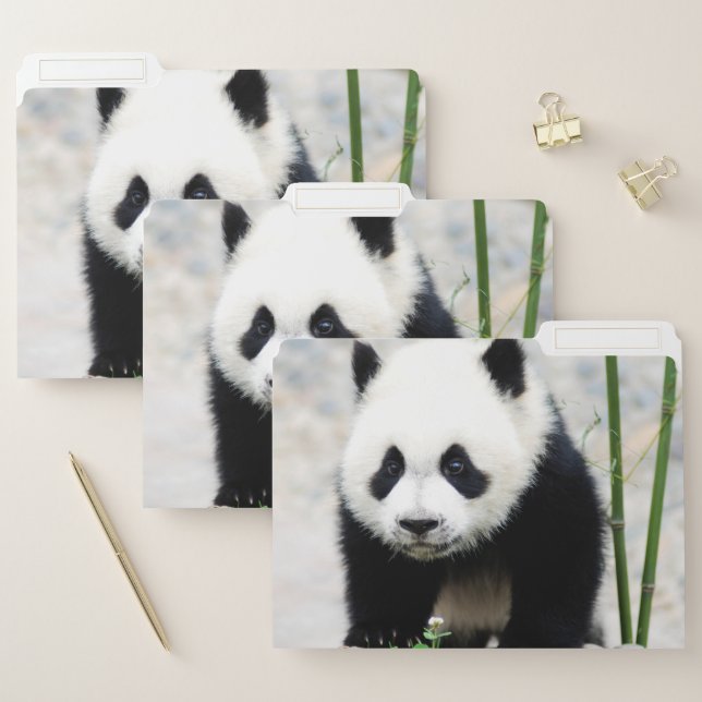 Cutest Baby Animals | Baby Panda Bear File Folder (Set)