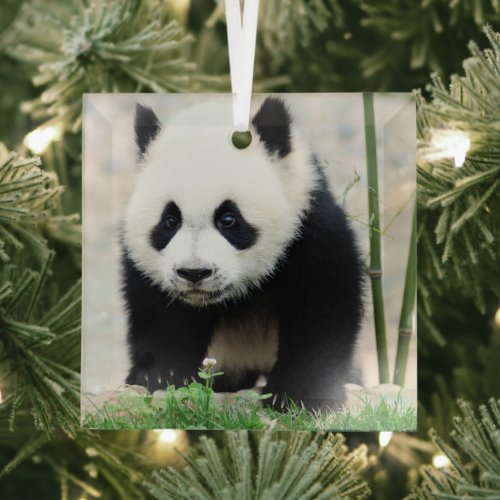 Cutest Baby Animals  Baby Panda Bear Glass Ornament