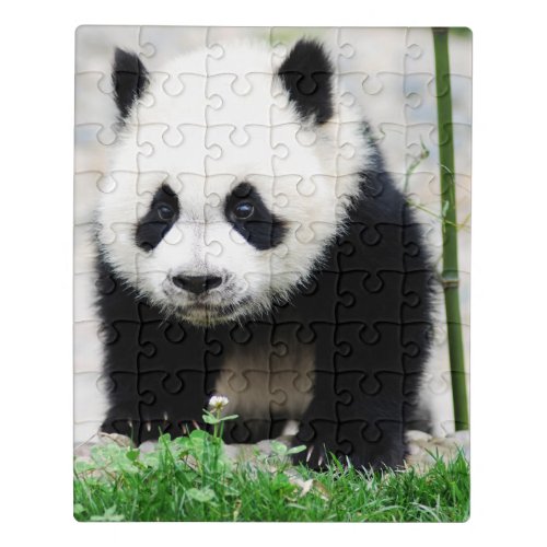 Cutest Baby Animals  Baby Panda Bear Jigsaw Puzzle