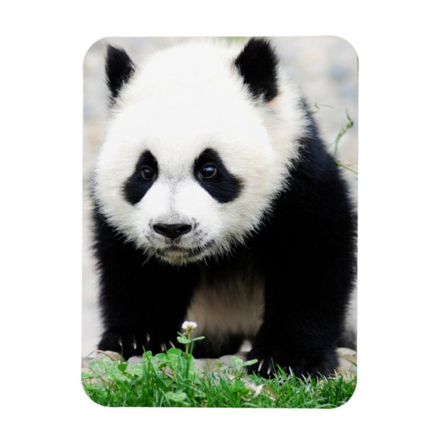 Cutest Baby Animals | Baby Panda Bear Magnet (Vertical)