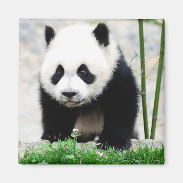 Cutest Baby Animals | Baby Panda Bear Magnet (Front)