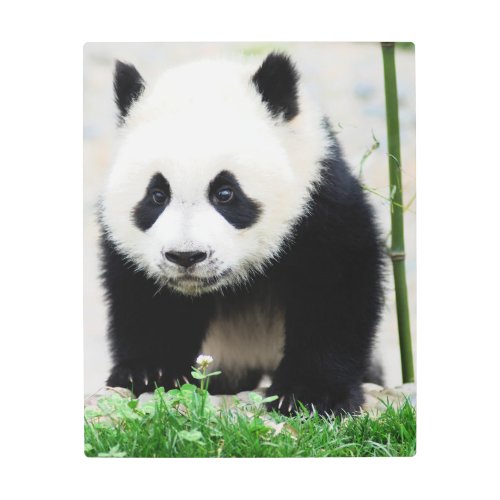 Cutest Baby Animals  Baby Panda Bear Metal Print
