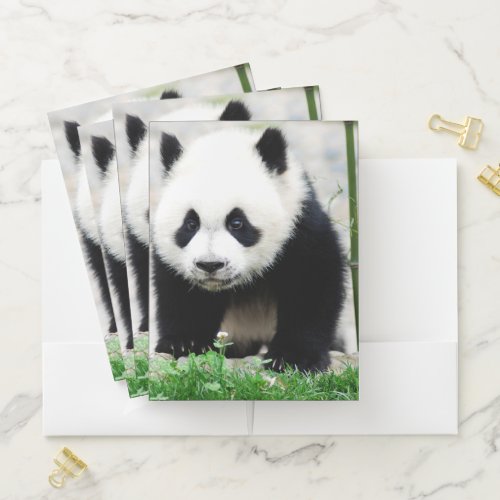 Cutest Baby Animals  Baby Panda Bear Pocket Folder