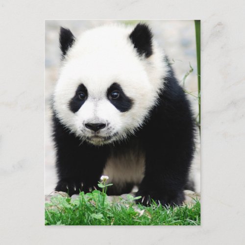 Cutest Baby Animals  Baby Panda Bear Postcard