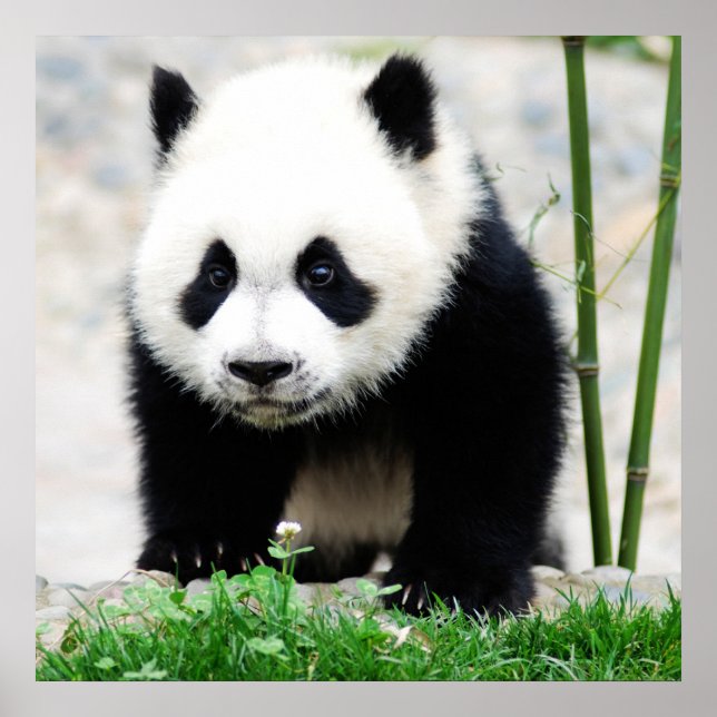 Cutest Baby Animals | Baby Panda Bear Poster (Front)