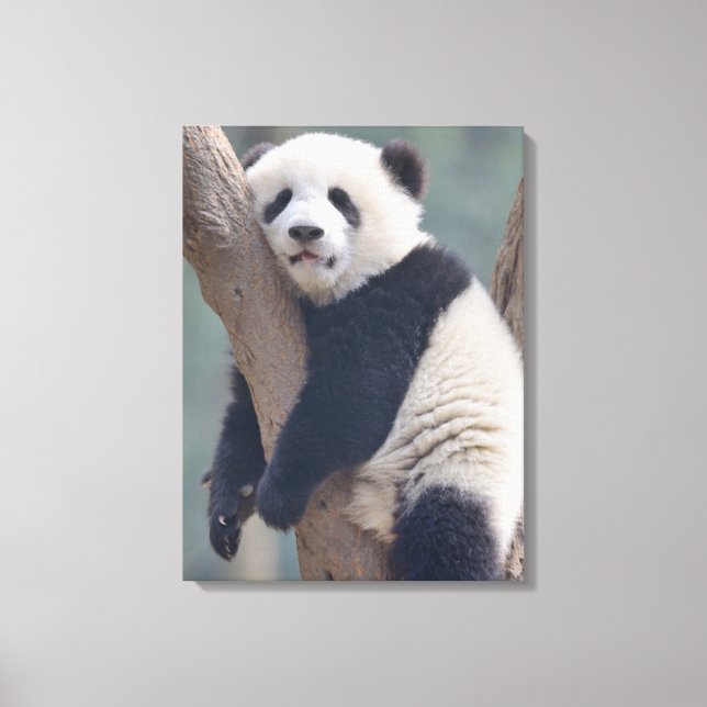 Cutest Baby Animals | Baby Panda Bear Sleeping Canvas Print (Front)