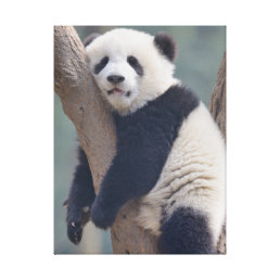 Cutest Baby Animals | Baby Panda Bear Sleeping Canvas Print