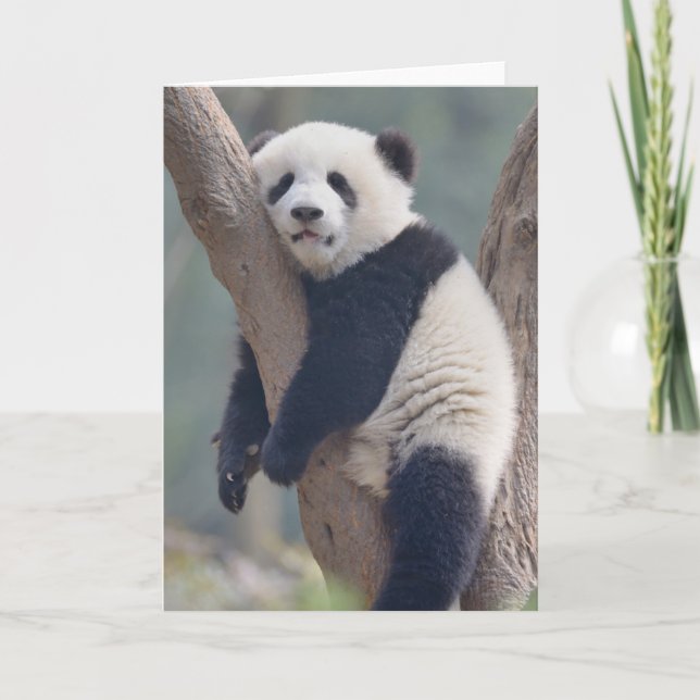 Cutest Baby Animals | Baby Panda Bear Sleeping Card (Front)