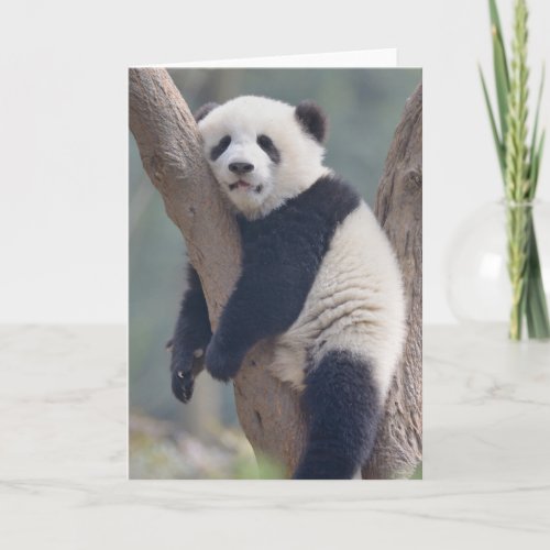 Cutest Baby Animals  Baby Panda Bear Sleeping Card