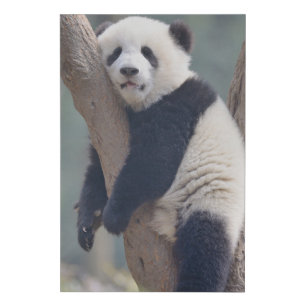 Cutest Baby Animals   Baby Panda Bear Sleeping Faux Canvas Print