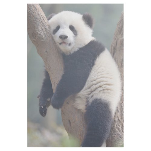 Cutest Baby Animals  Baby Panda Bear Sleeping Gallery Wrap