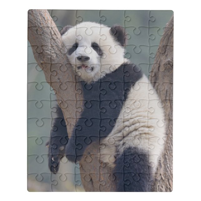 Cutest Baby Animals | Baby Panda Bear Sleeping Jigsaw Puzzle (Puzzle Vertical)